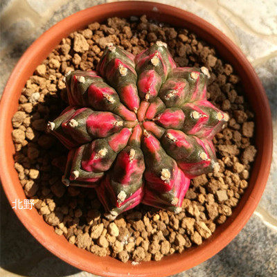 光辉仙人球稀有五彩锦