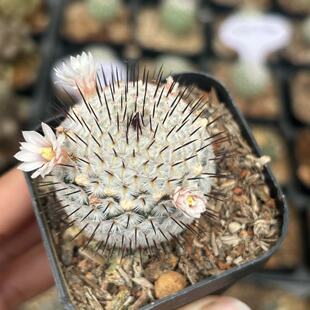 直刺佩雷仙人球实生乳突属开花仙人掌科粉白花稀有小众植物精品贵