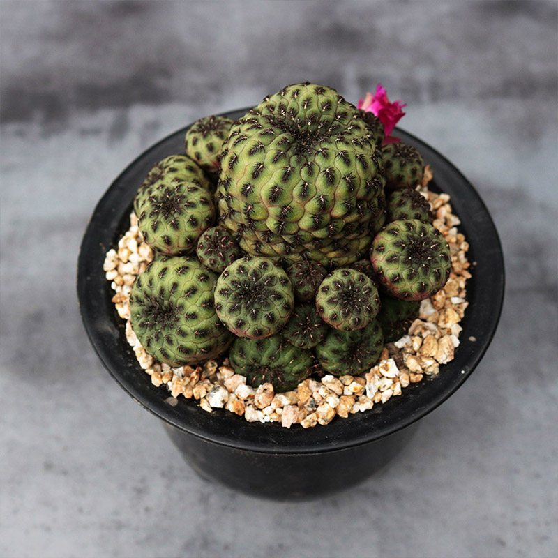 青蛙王子群生仙人球趣味开花嫁接落地仙人掌阳台窗台防辐射小盆栽