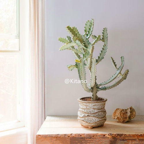 白龙骨群生老桩 ins风春峰白锦大戟科多肉植物室内绿植盆栽