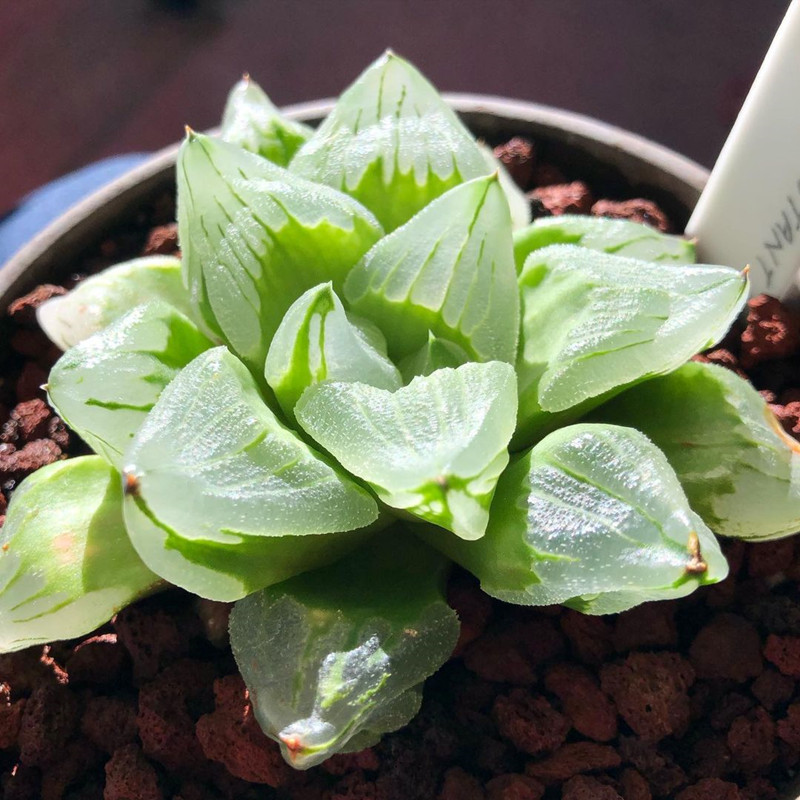 冰城多肉植物十二卷属稀有背窗透窗玉露寿办公室桌面防辐射小盆栽