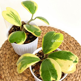 北野植物馆心叶球兰锦绿叶内锦外锦银斑情人球兰室内多肉组合盆栽