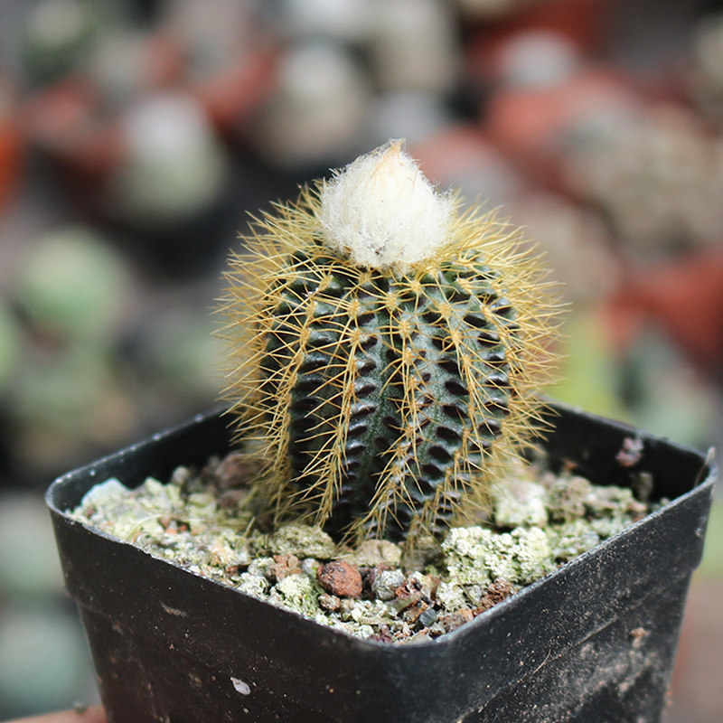 黄金士童实生仙人球精品小型士童属开花黄刺仙人掌多肉好养易度夏