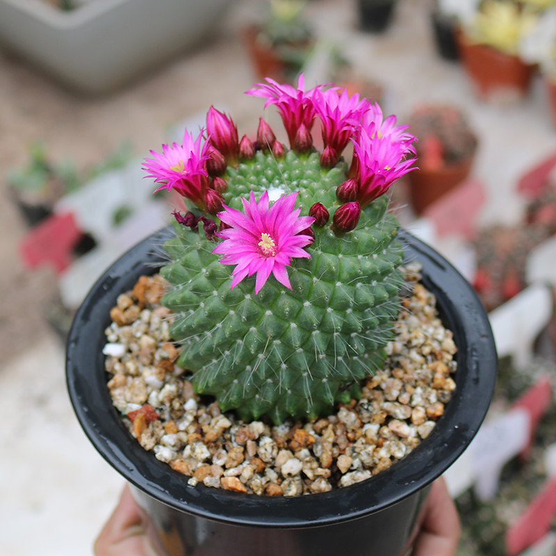 无刺白珠仙人球 趣味开花红花不扎手仙人掌多肉植物防辐射小盆栽