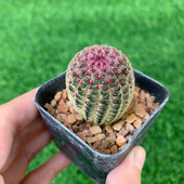 红太阳仙人球 紫太阳仙人柱多肉植物馆开花室内防辐射小盆栽