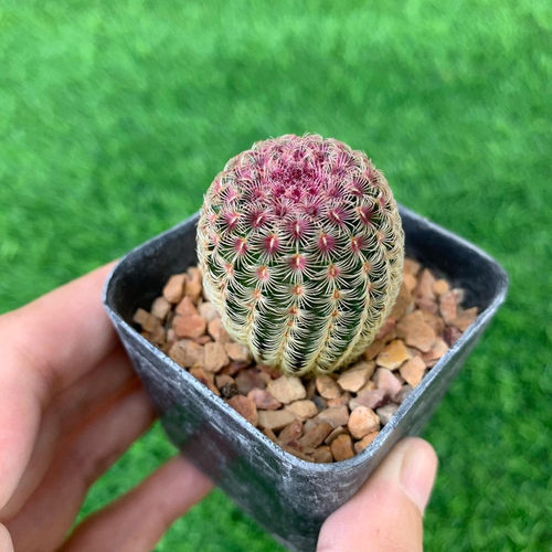 红太阳仙人球开花室内小盆栽