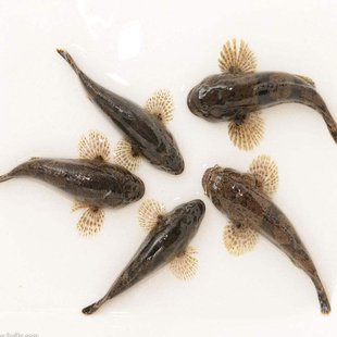 野生虎头鱼 新鲜虎头鱼 呆子鱼 沙塘鳢 笋壳鱼 虎头鲨 土憨巴500G