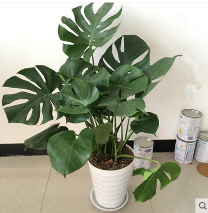 水培大叶龟背竹大盆栽客厅大型仙洞龟背竹开背观叶植物室内吸甲醛