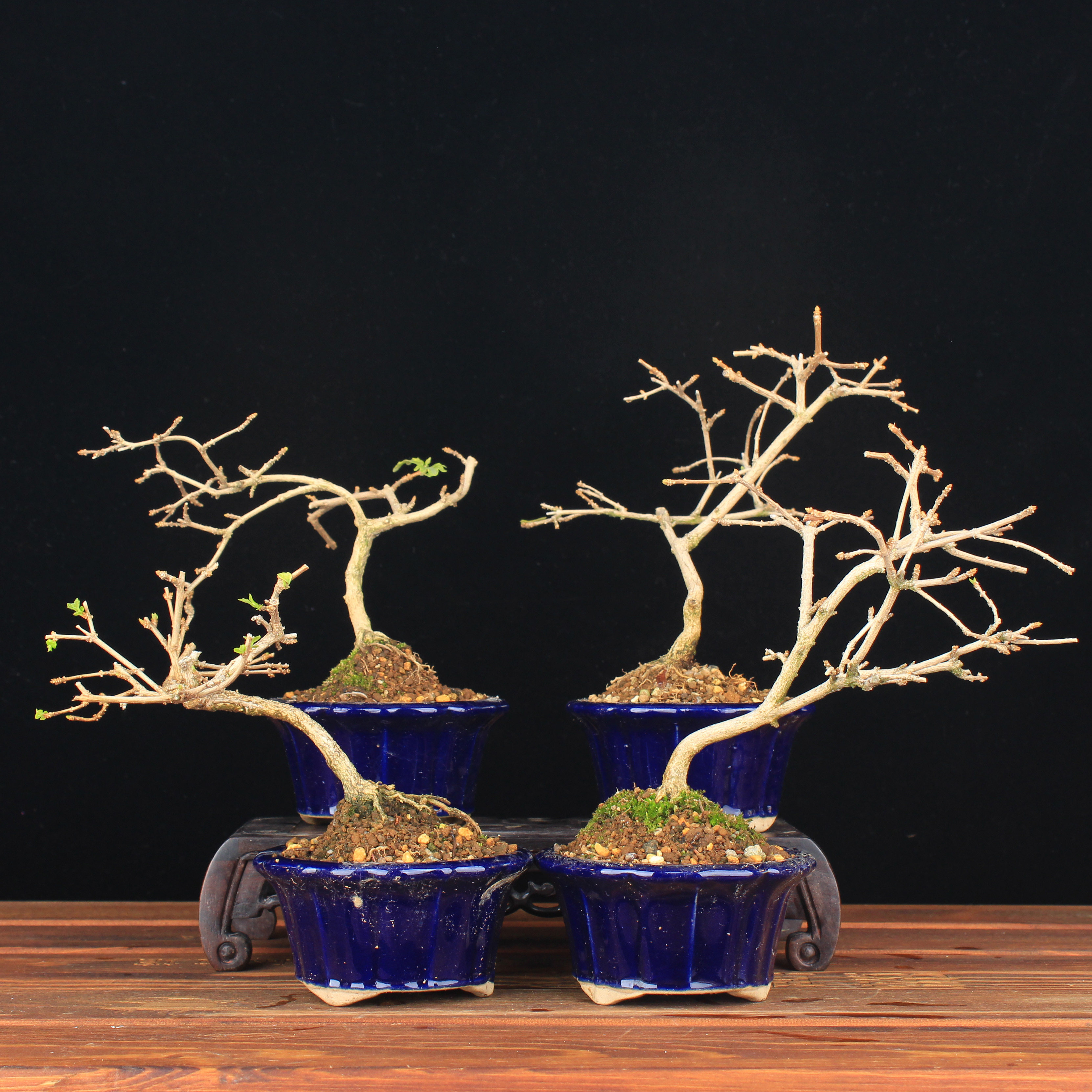 万园盆栽 日本香枫 小叶三角枫 有香味枫树盆景 小品精品微型盆景