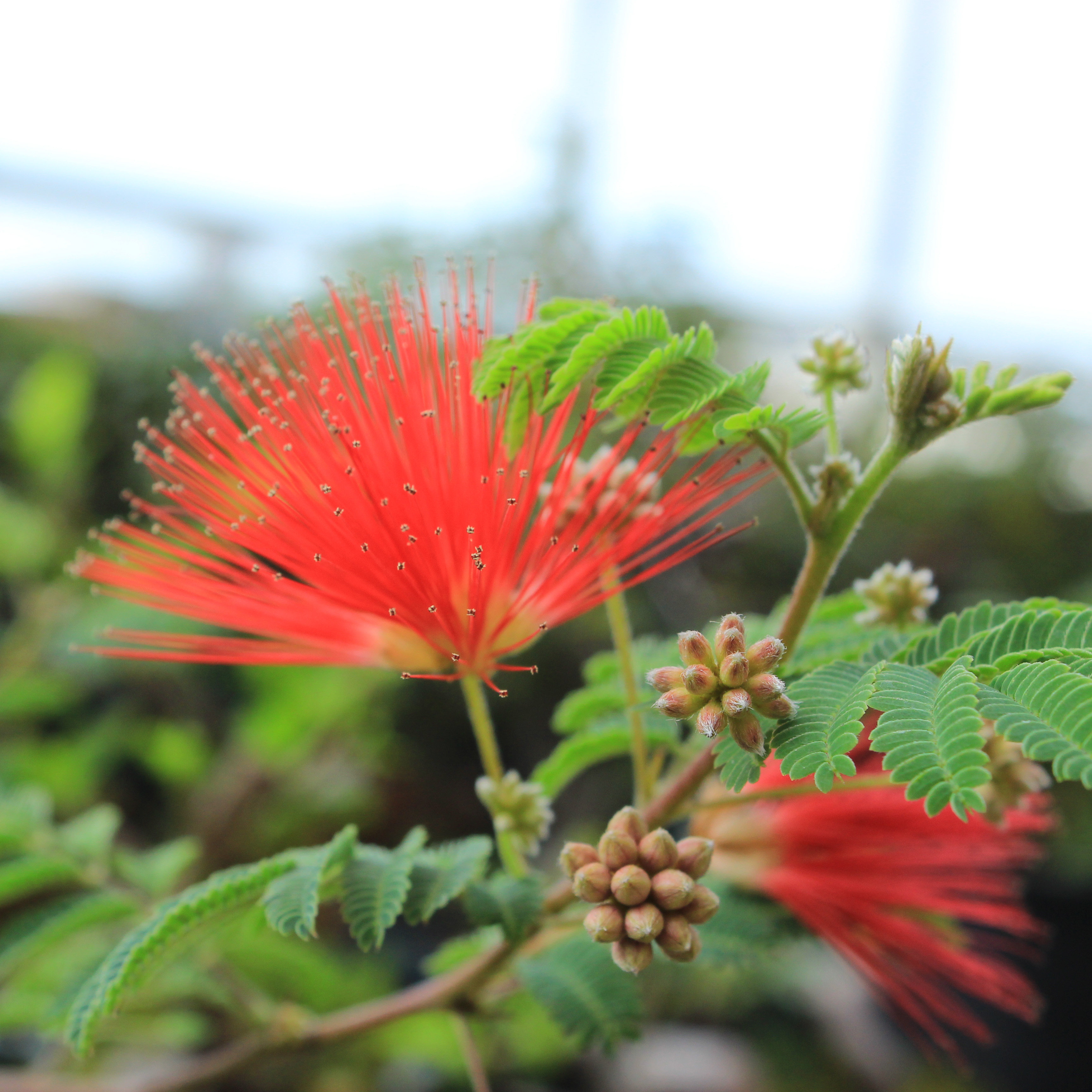 万园盆栽 日本姬合欢 大红天鹅绒 红花盆栽花物精致治愈浪漫小花