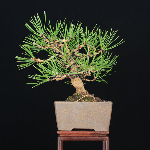 万园盆栽 三河黑松小品盆景 松柏盆栽 矮霸黑松精品 送礼佳品