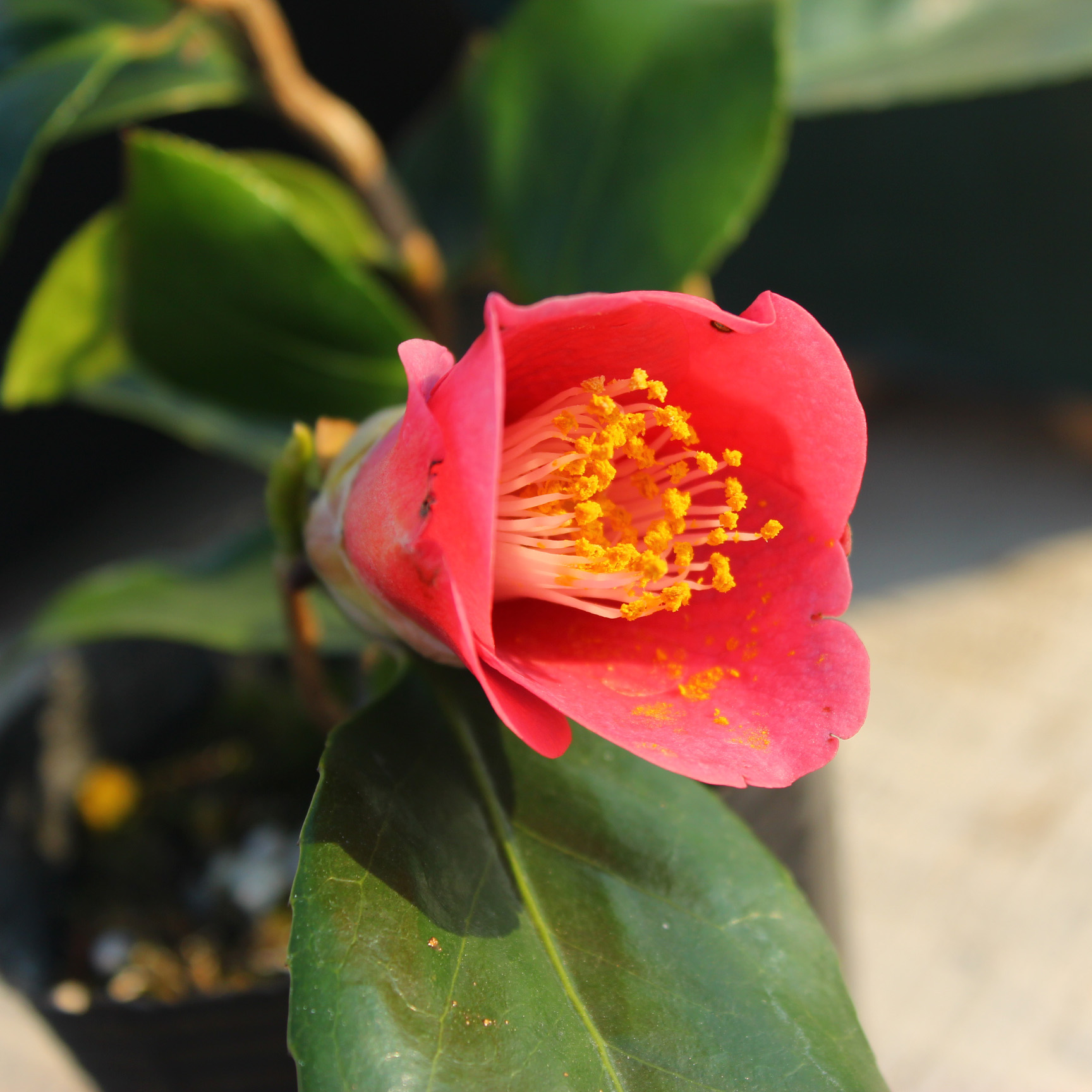 万园盆栽 日本茶梅山茶花盆景 三河云龙椿 小品花果盆栽茶台摆设