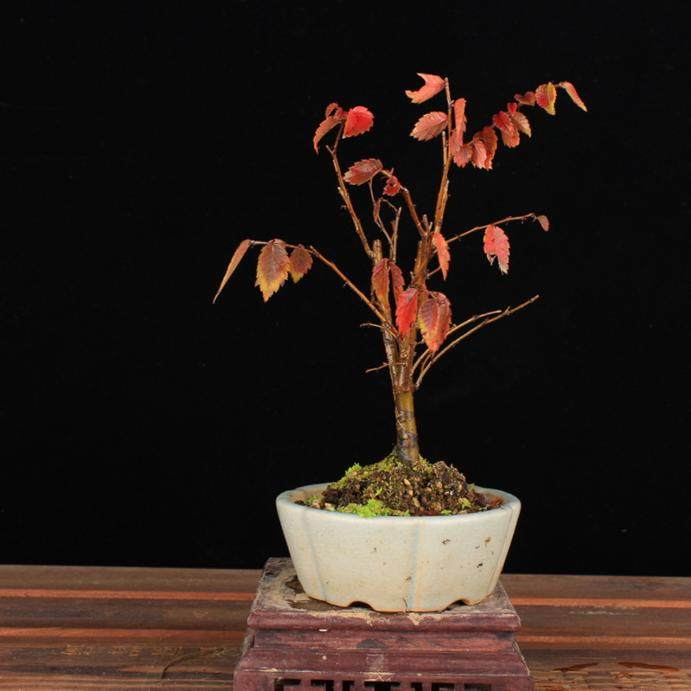 日本红叶榉树 花果落叶小品盆景 日本精品盆栽