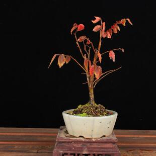 日本红叶榉树 花果落叶小品盆景 日本精品盆栽