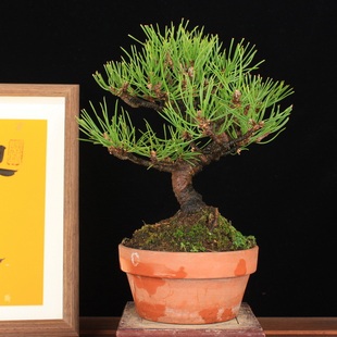 万园盆栽 日本三河黑松盆景 小品黑松茶台装饰四季常绿盆景