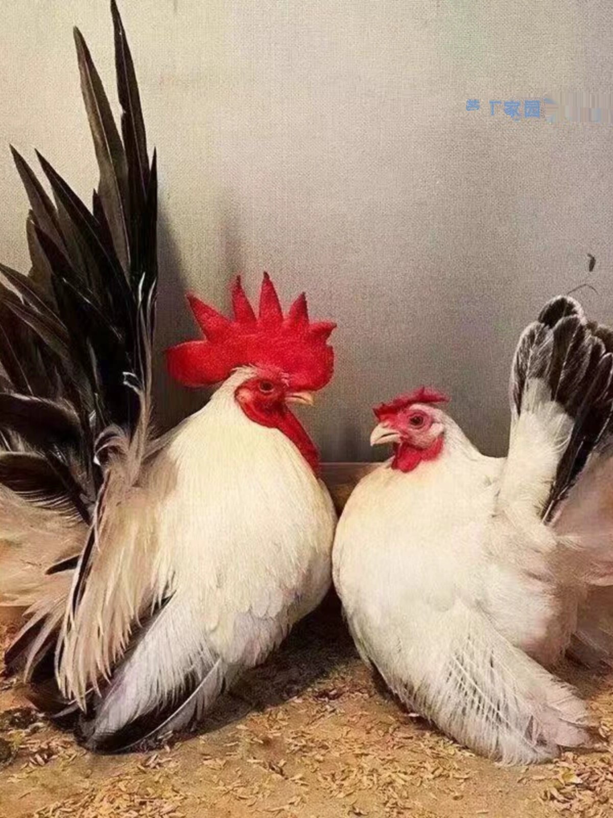 泰国白桂矮脚鸡种蛋薰衣草森林黄矮帝王白观赏黑银受精蛋可孵化蛋