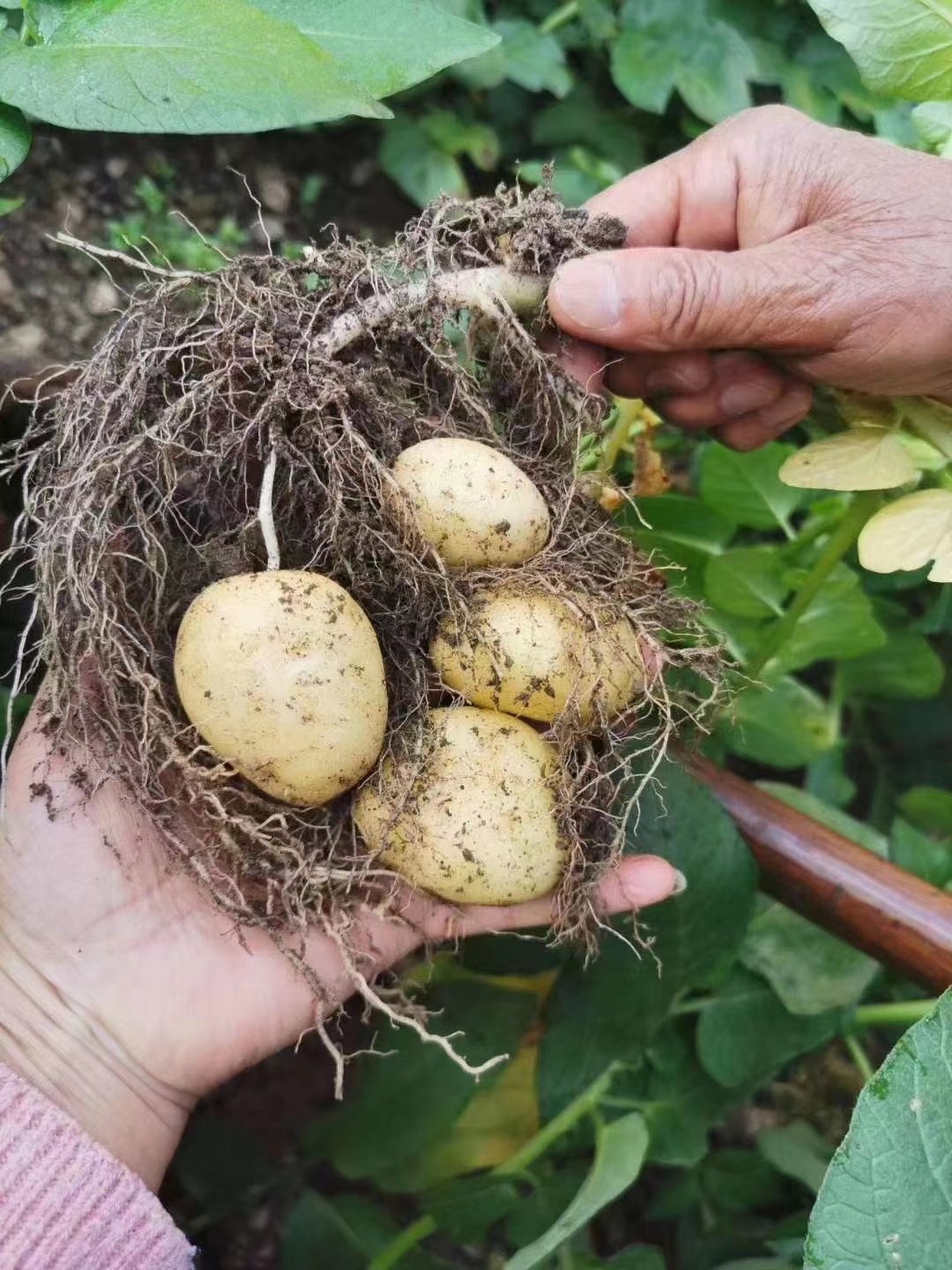 勤劳婆媳湖北宜昌长阳高山土豆 新鲜马铃薯农家自种  洋芋5斤包邮