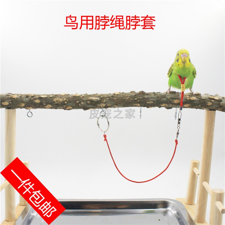 脖绳蜡嘴伯劳玄风手养脚链八哥