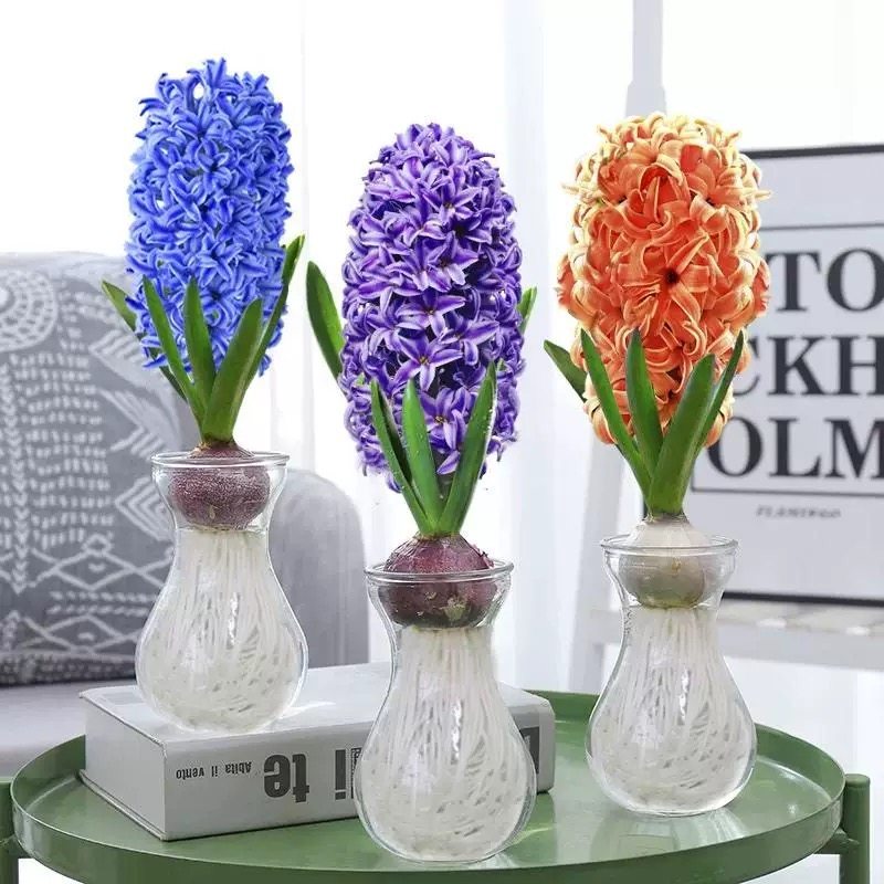 风信子种球苗水培土培室内外盆栽秋冬耐寒易活花卉植物,鲜花速递/花卉仿真/绿植园艺,时令草本花卉,淘宝优惠券,粉丝福利购,淘宝优惠卷