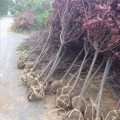 基地销售 红叶李树苗 紫叶李树苗 行道树绿化工程苗 量大价低