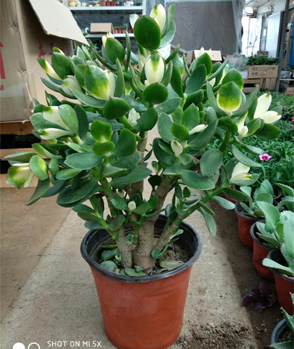【黄金花月】3年生精选多头老桩花月玉树多肉植物限时包邮