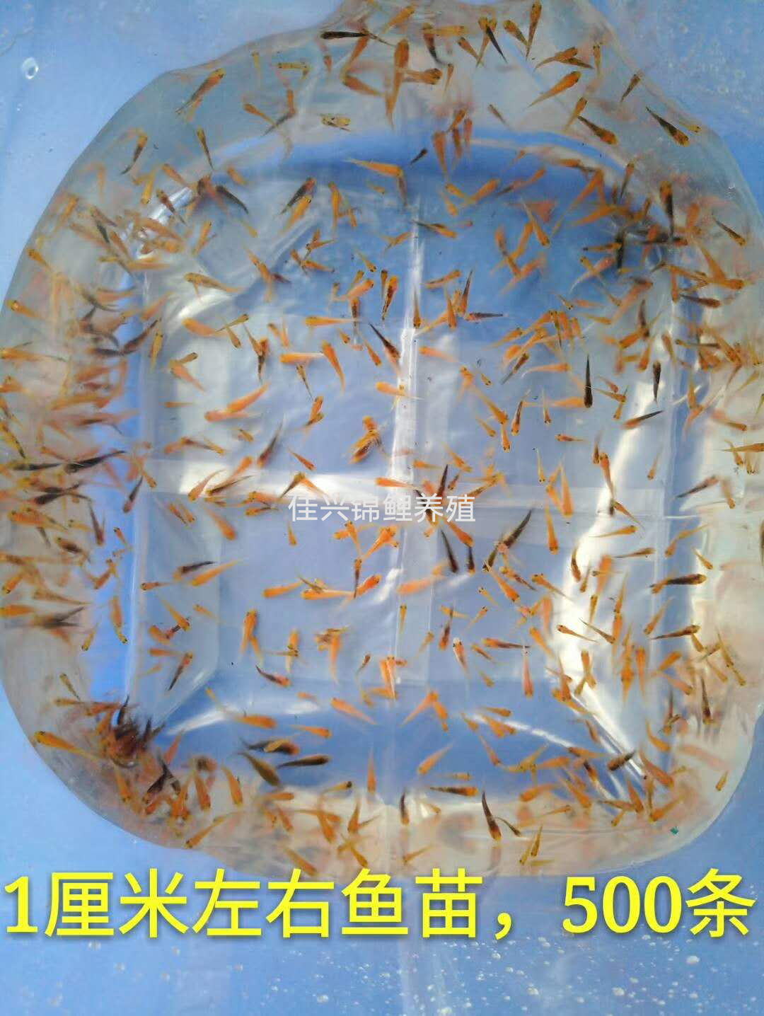 2024年纯种锦鲤幼苗多品种锦鲤水花鱼苗活体混合花色土塘直销好养