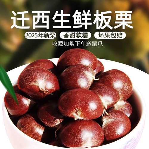 25年迁西板栗新鲜生正宗燕山