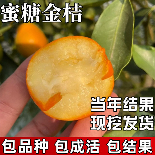 蜜糖金桔树苗【果期带果发货】