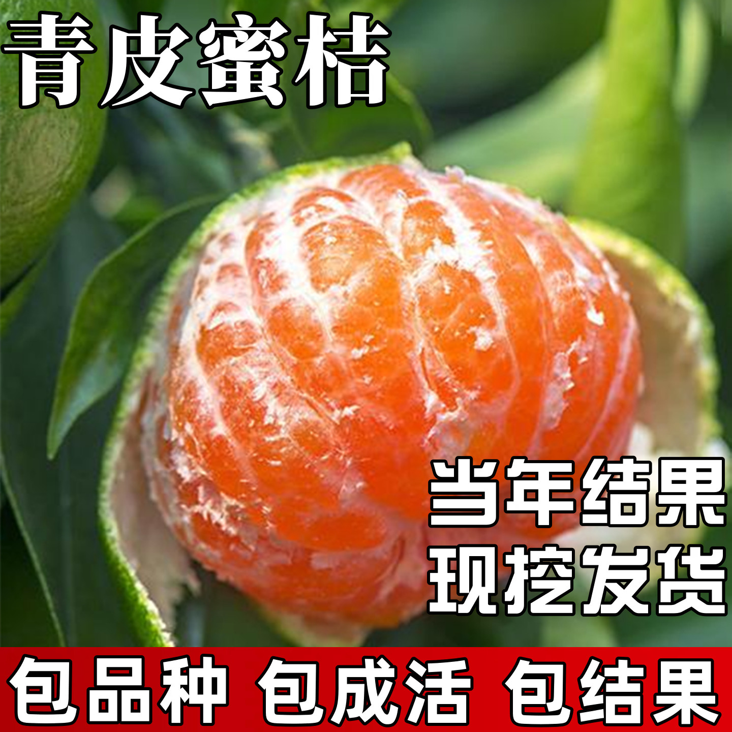 青皮蜜桔苗庭院地栽耐寒特早熟桔子树苗盆栽嫁接蜜橘果苗当年结果,鲜花速递/花卉仿真/绿植园艺,果树,淘宝优惠券,粉丝福利购,淘宝优惠卷