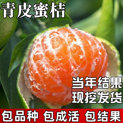 青皮蜜桔苗庭院地栽耐寒特早熟桔子树苗盆栽嫁接蜜橘果苗当年结果
