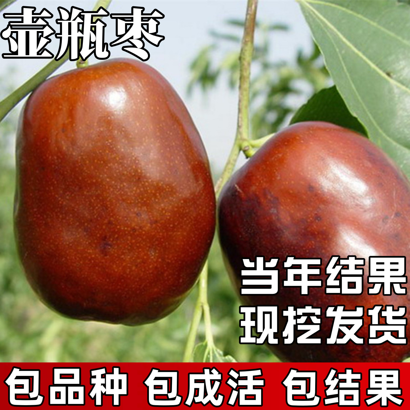 瓶壶枣树苗【当年结果】图片