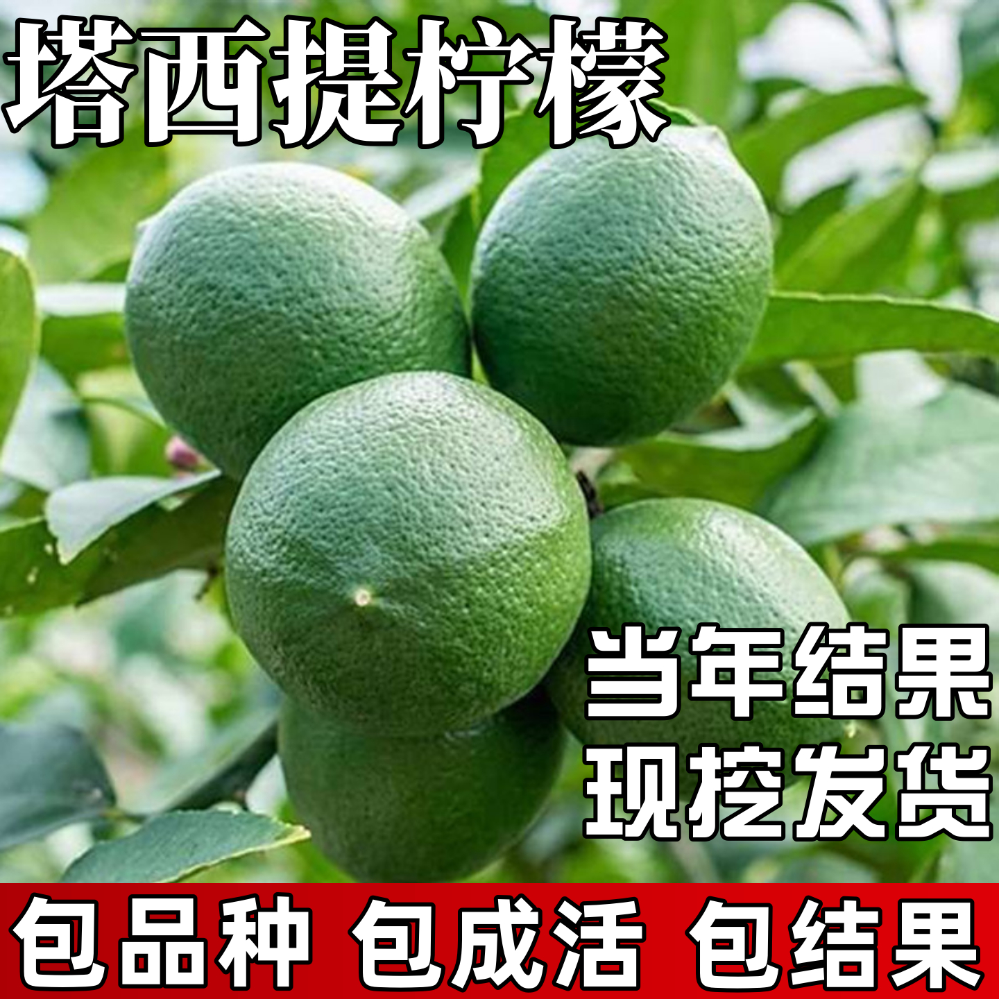 塔西提无籽青柠檬树苗庭院室外地栽可食用室内盆栽四季当年结果