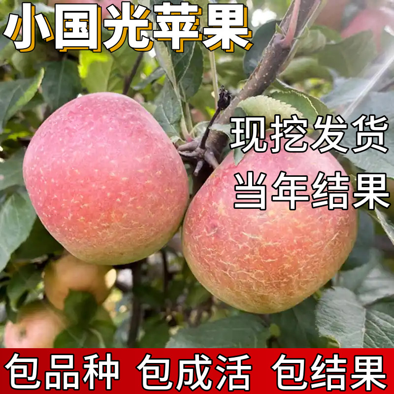 国光苹果树果苗包成活当年结果图片