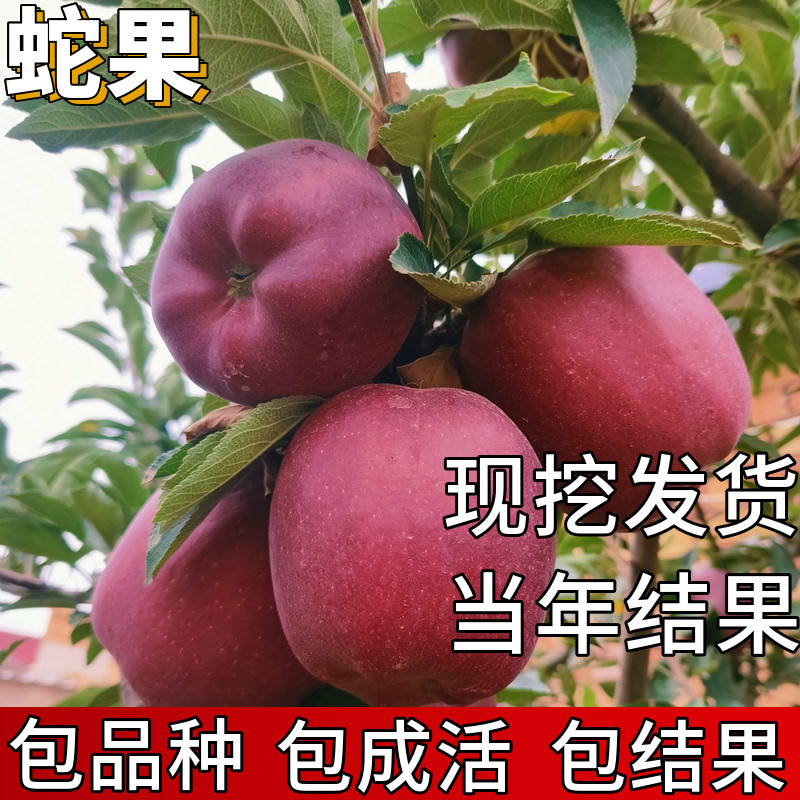 蛇果树苗包成活当年结果图片