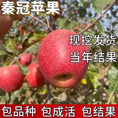 秦冠粉面苹果树苗包成活当年结果