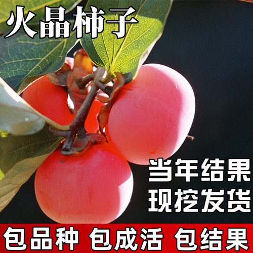 火晶柿子树苗包成活当年结果