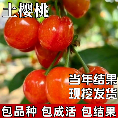 中国土樱桃树苗包成活当年结果