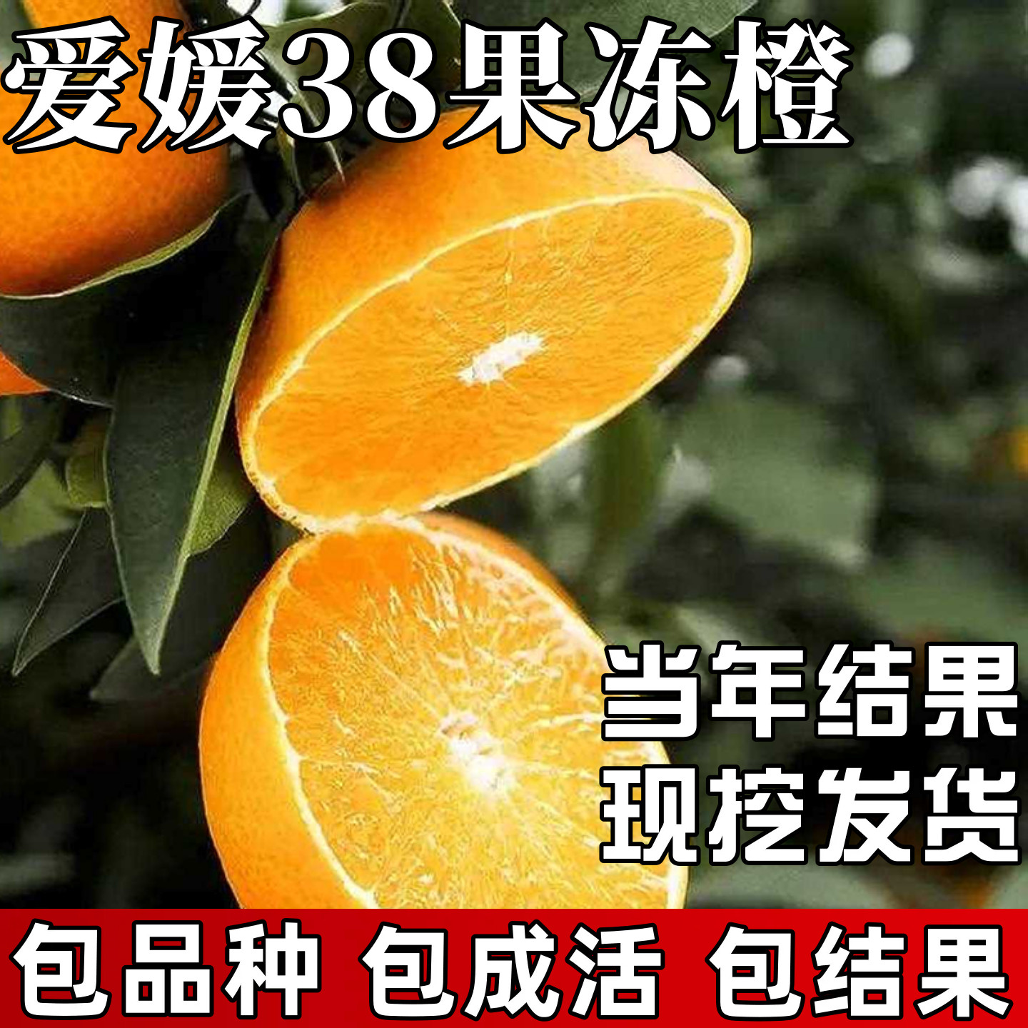 果冻橙爱媛38号树苗庭院耐寒地栽橙子盆栽嫁接无籽大果树当年结果,鲜花速递/花卉仿真/绿植园艺,果树,淘宝优惠券,粉丝福利购,淘宝优惠卷