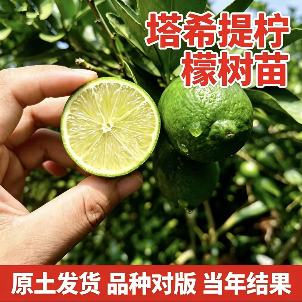 塔西提无籽青柠檬树苗嫁接南北方大树可食用耐寒室外地栽盆栽老桩图片