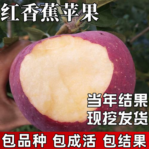 老品种红香蕉苹果苗【当年结果】