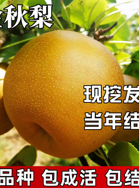 金秋梨树苗包成活当年结果