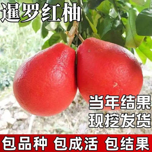 暹罗红柚子树苗【原土带叶发货】