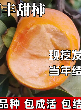 阳丰甜柿树苗南北方庭院种植耐寒特大脆柿果树盆栽嫁接当年结果