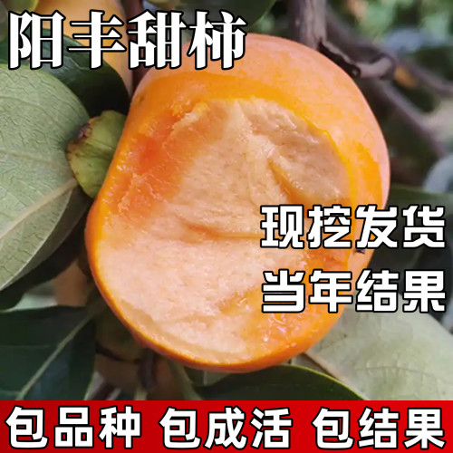 阳丰甜柿树苗包成活当年结果