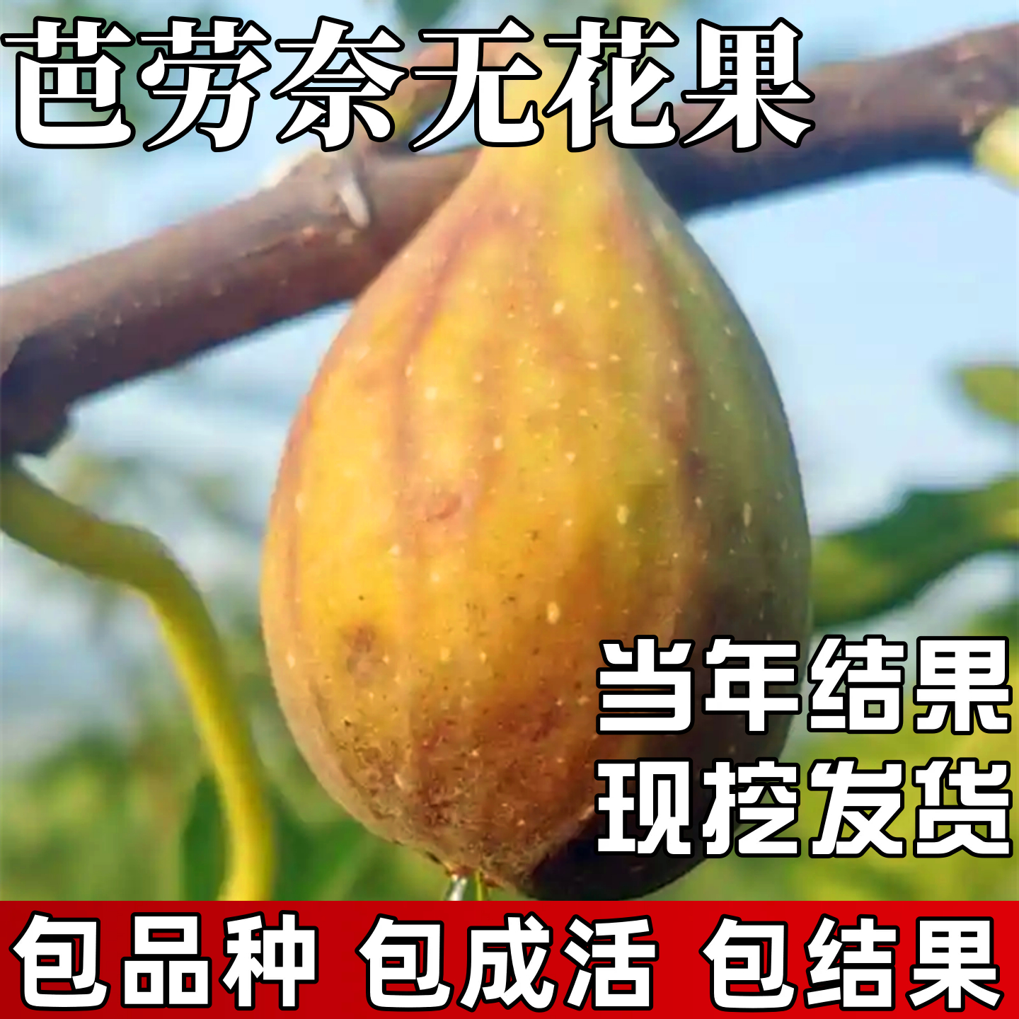 芭劳奈无花果苗包成活当年结果