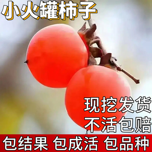 小火罐柿子树红灯笼小柿子庭院果树苗耐寒软柿子盆栽嫁接当年结果