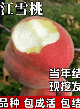 丽江雪桃苗包成活当年结果