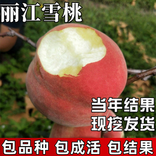 丽江雪桃苗南北方种植耐寒特大晚熟桃树果苗盆栽嫁接脆桃当年结果