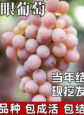 龙眼葡萄苗包成活当年结果