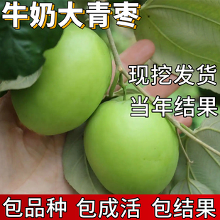 牛奶大青枣苗南北方耐寒特大枣子树苗盆栽嫁接枣树活苗当年结果